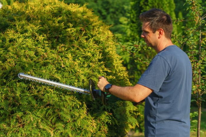 Heckenschnitt an einer Thuja-Hecke